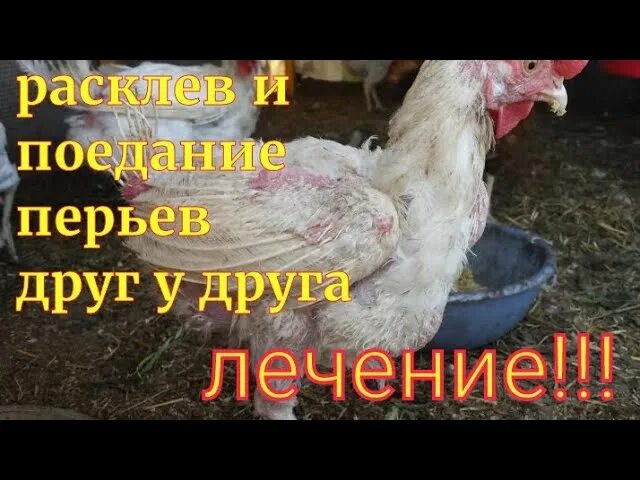 Почему куры клюют друг друга до крови. Куры выщипывают перья друг у друга. Куры выклёвывают перья друг у друга. Куры расклёвывают друг. Причины выщипывание перьев у курей.