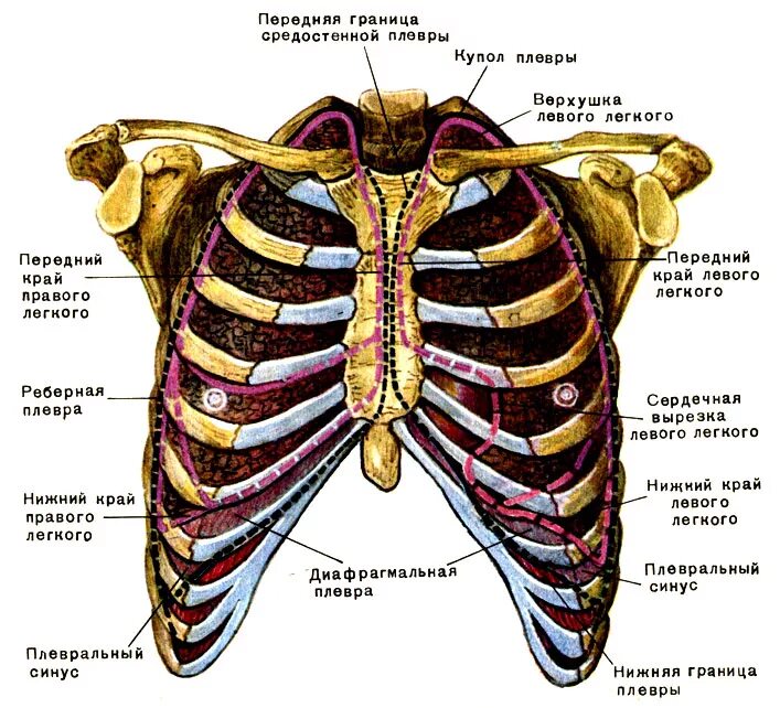 Границы грудной клетки топографическая анатомия. Плевра анатомия топография. Нижние границы легких и плевры. Границы легких на грудную клетку. Границы легкого по ребрам