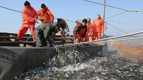 Fish gov