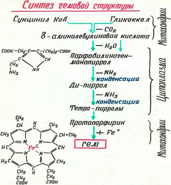 Общая схема синтеза гемоглобина. Схема реакций синтеза гема. Синтез гемоглобина биохимия схема. Синтез гема и гемоглобина.