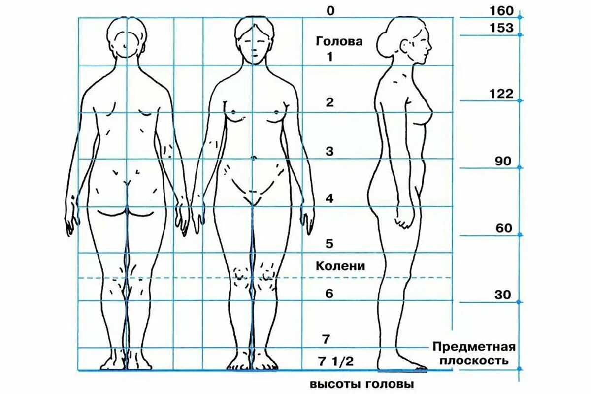 Пропорции человека в полный рост в головах. Женская фигура рисунок пропорции. Пропорции человека для рисования. Пропорции человека женщины. Тело насколько