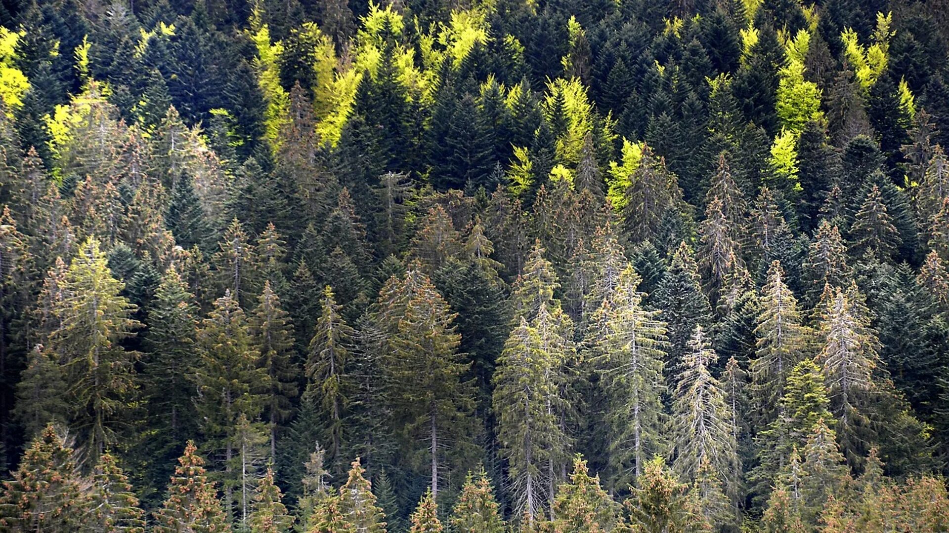 Лес близ оеле. Rainforest climat. High temperature and Trees. Лес который со всех сторон