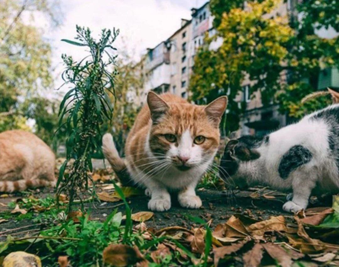 Просто муся. Просто Муся приют для кошек Донбасс. Просто Муся приют для кошек. Кошка в 200 лет.