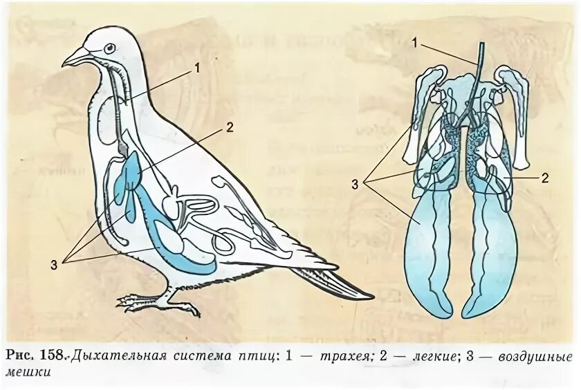 Форма легких птиц. Дыхательная система система птиц. Схема дыхательной системы птицы. Органы дыхания голубя система. Строение дыхательной системы птиц.