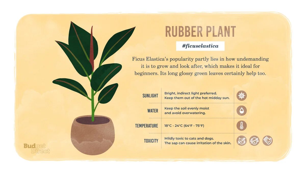 Rubber Plant. Plant перевод на русский. (First Rubber Plant). Фикус Бенджамин Урбан Джангл.