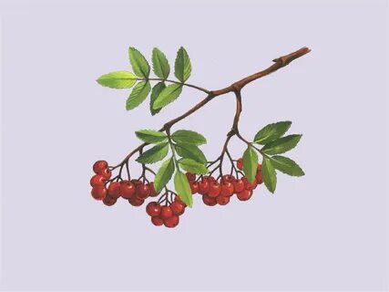 Плод рябины рисунок