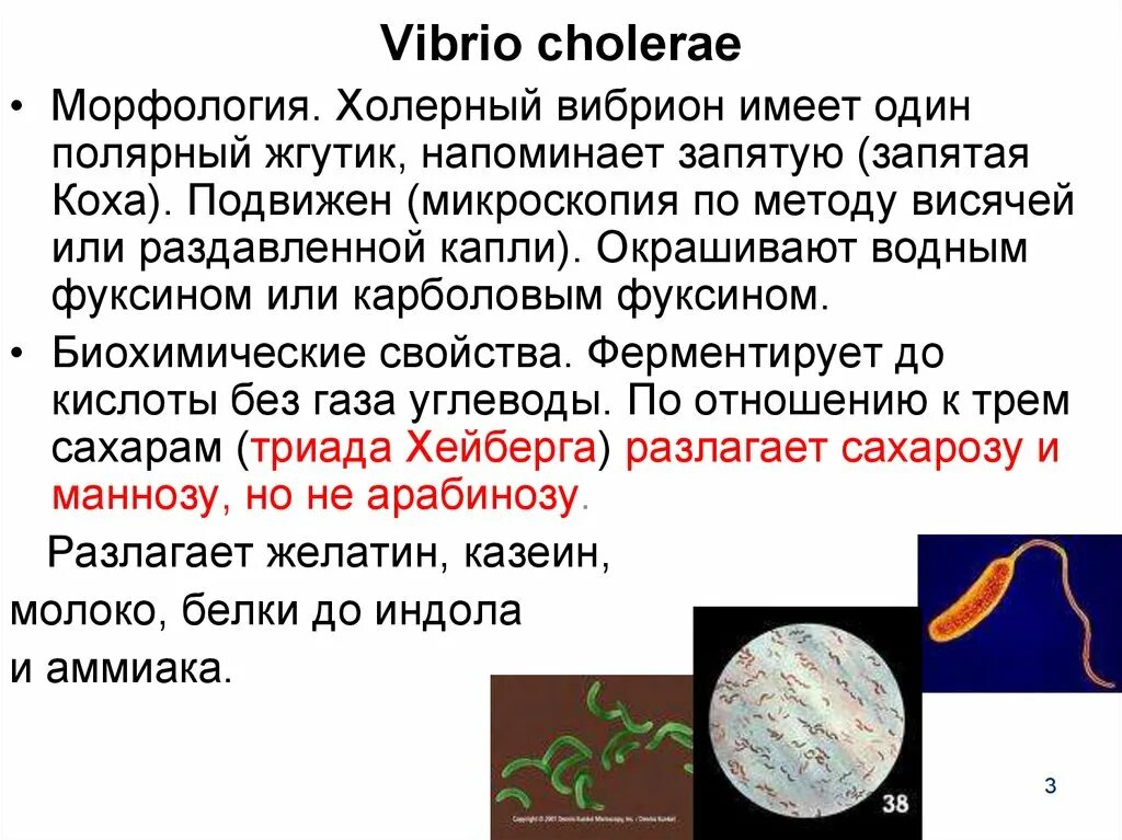 Известно что холерный вибрион вид подвижных. Вибрион холеры морфология. Вибрионы бактерии микробиология. Холерный вибрион микроскопия. Vibrio SPP морфология.
