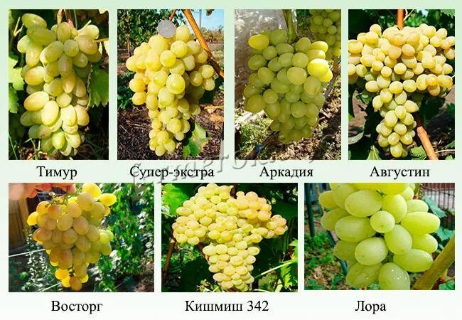 Сколько сортов винограда есть. Таблица сверхранних сортов винограда.