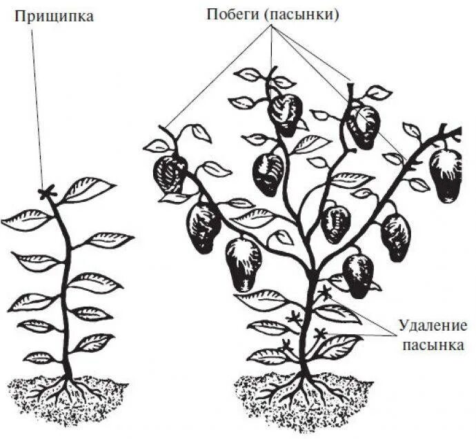 Формирование куста перца. Перцы пасынковать надо. перец прищипывание рассады схема. схема пасынкования перца. прищипка перца в теплице схема.