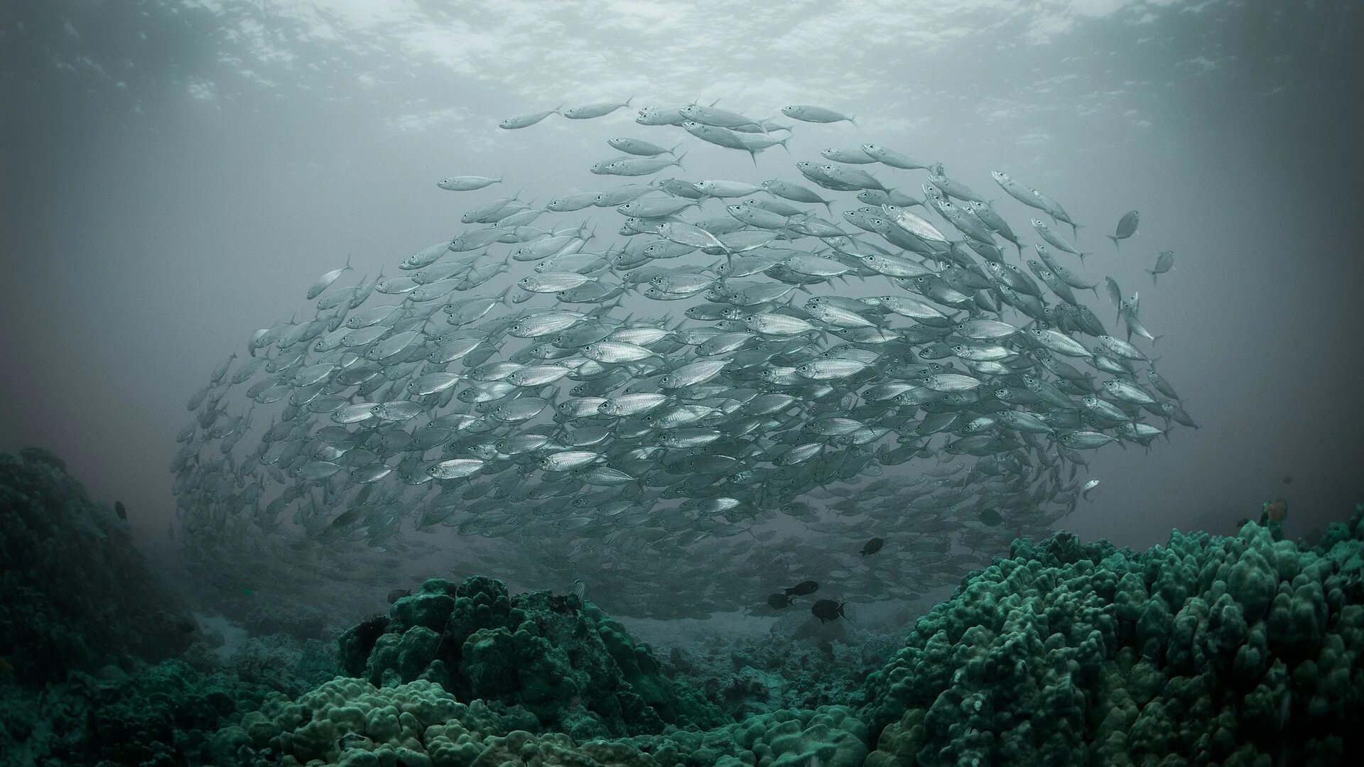 Жизнь в океане сконцентрирована на мелководье. Стая рыб. Рыбы в океане. Рыбы под водой. Стаи рыб в океане.