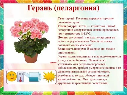 Герань обозначение