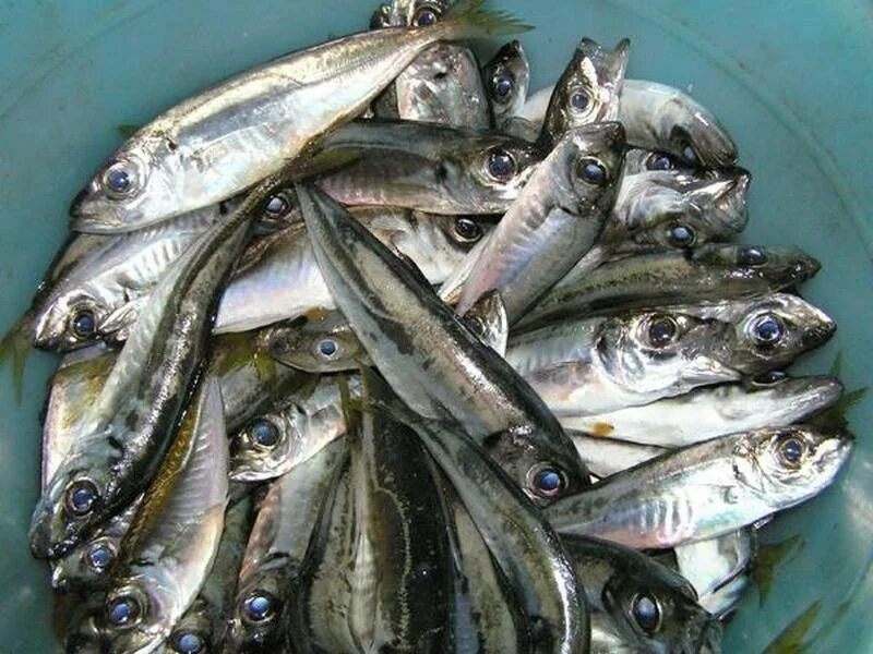 Мелкая рыбка в море. Ставрида черноморская. Абрауская тюлька. Черноморская тюлька рыба. Сельдеобразные сардина.