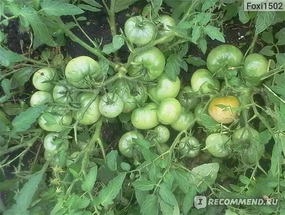 Сорт монгольский карлик описание фото отзывы Семена Томат Монгол Карлик /Агрофирма Партнер/ 2 упаковки по 10 семян купить в