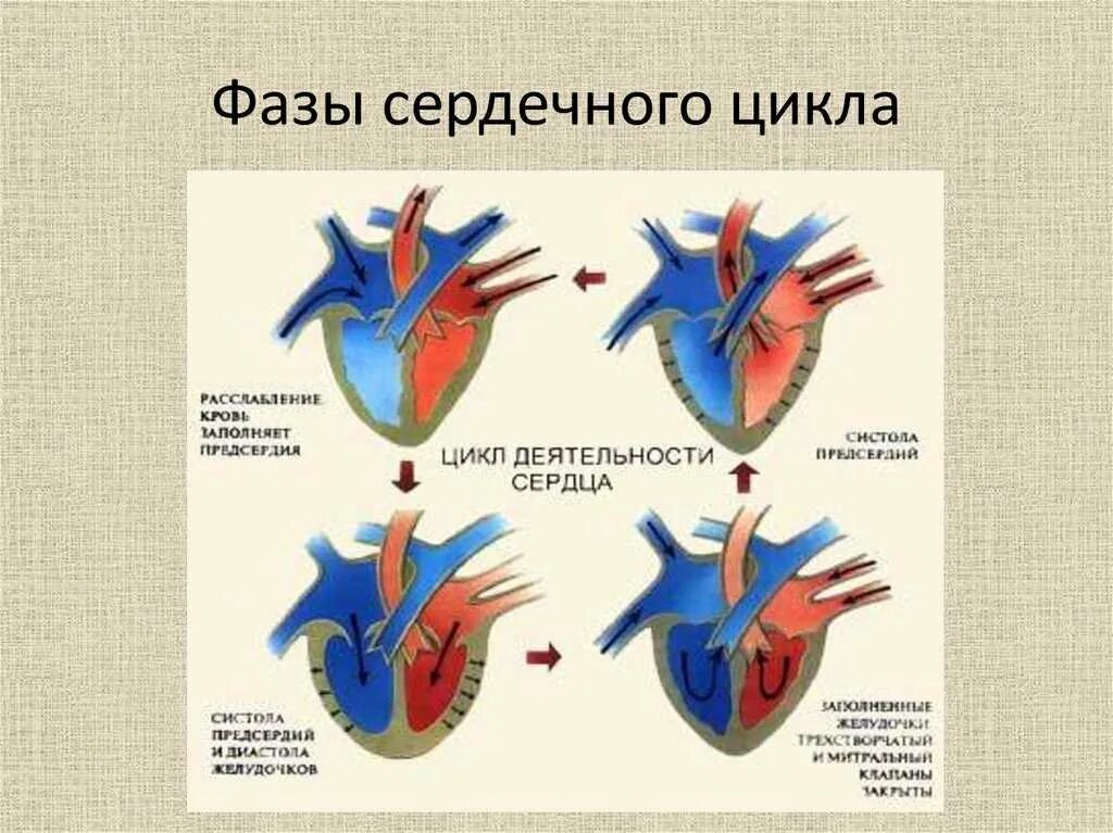 Цикл сердечной деятельности схема. В 1 фазу сердечного цикла створчатые клапаны сердца. Продолжительность 2 фазы сердечного цикла. Фазы сердечного цикла схема. Сокращение предсердий в сердечном цикле