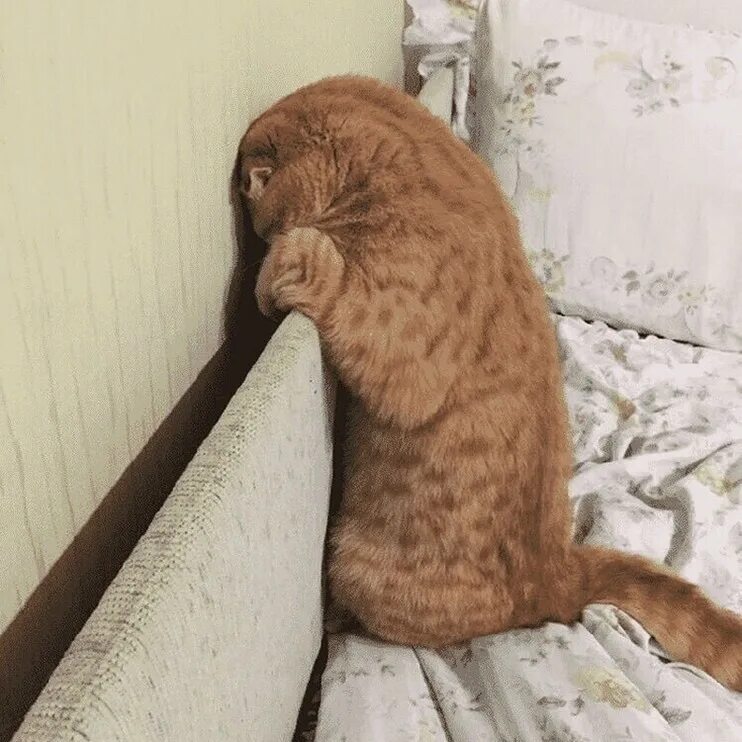 Сидит дуется