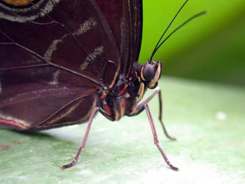 мотылек с ногами. черный кардинал бабочка. бабочка на цветке. ноги бабочки. мотылёк насекомое.