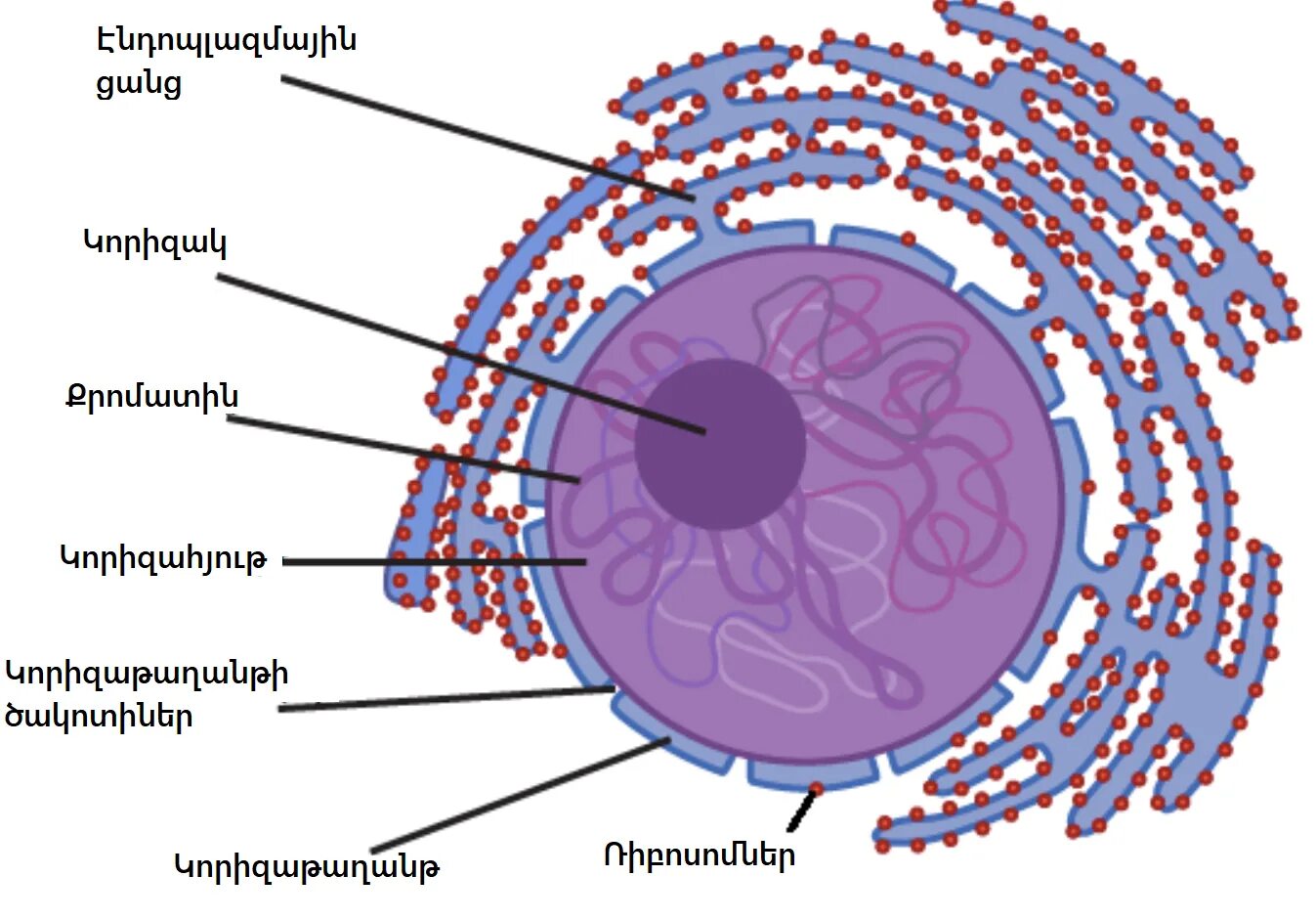 Строение клетки апельсина. Инфографика строение клетки. Nucleus 2024. Ядро рисунок. Nucleolus.