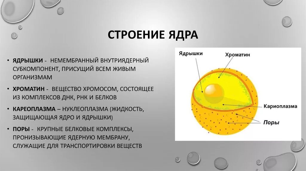 Строение и состав ядра клетки. Строение клеточного ядра. Строение ядрышка ядра клетки. Схема строения ядра с функциями. В ядрах клеток многоклеточного