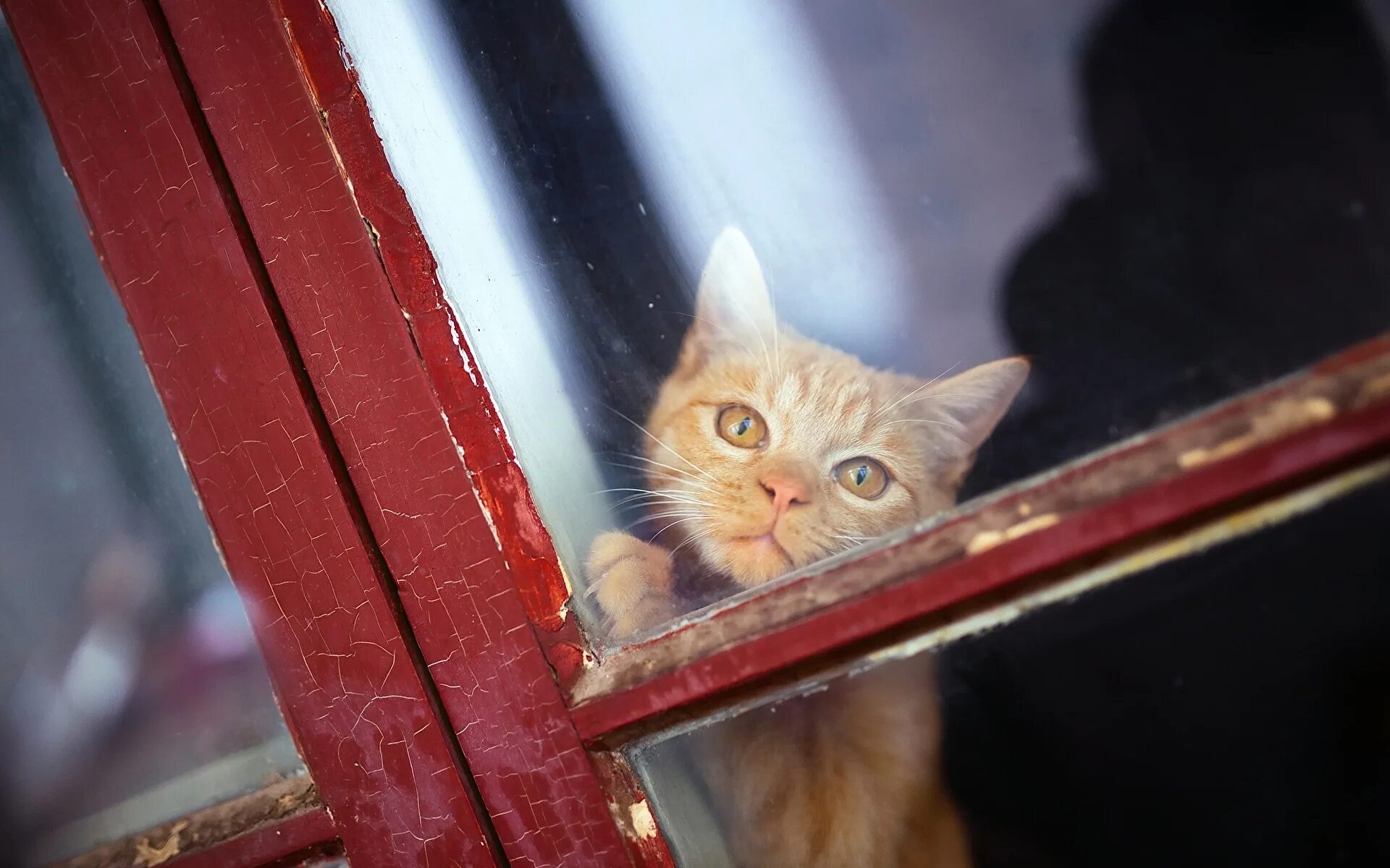 Кот грустит. Рыжий кот в окне. Кошка на окне. Кошки на окошке. Рыжий кот в окне.