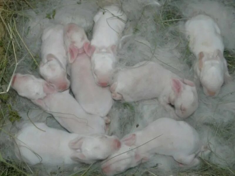 Через сколько рожают кролики. Новорожденные крольчата.