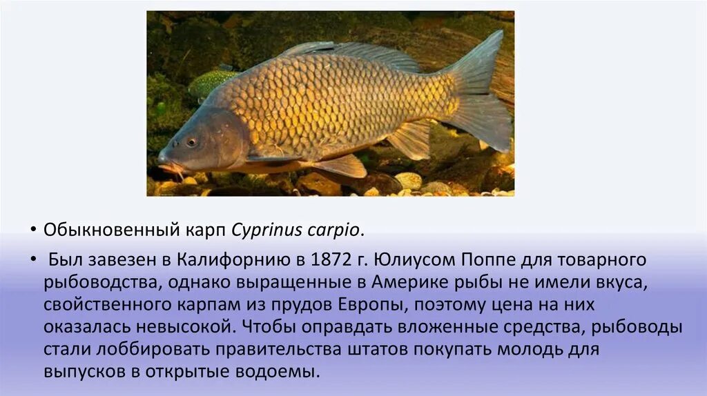 Инвазивные виды. Инвазивный вид рыбы. Инвазивный вид рыбы. Инвазивный вид рыбы. Инвазивные виды животных примеры.