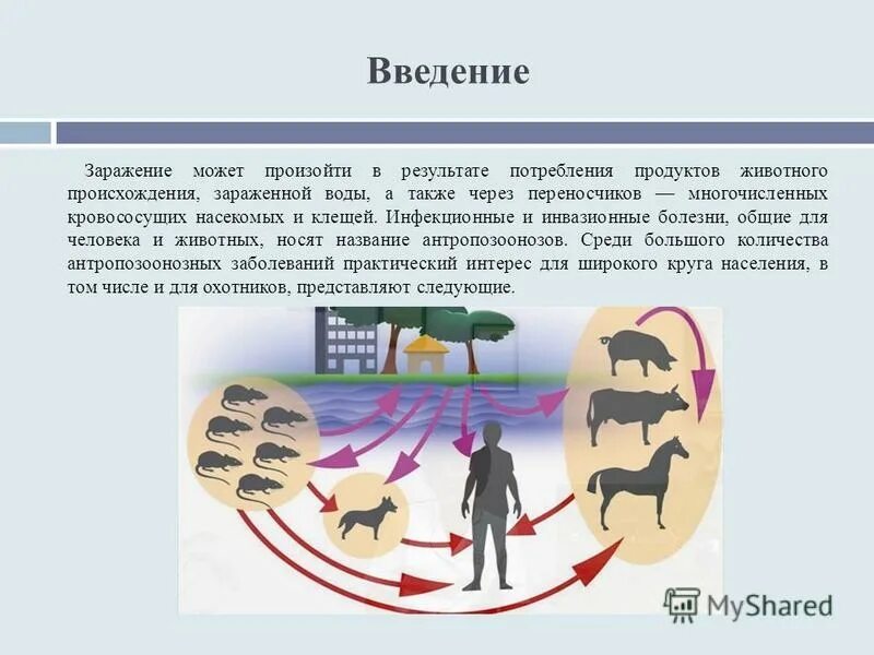 Откуда можно заразиться. Заболевания Общие для человека и животных. Зооантропонозы болезни животных. Инвазионные заболевания Общие для животных и человека. Инвазионные болезни животных.