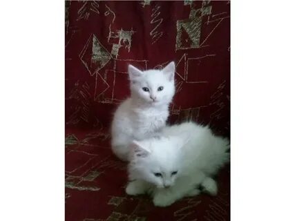 Котята в добрые архангельск