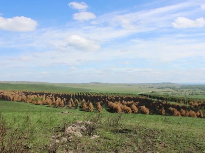 Село харлово алтайский край. Алтайский край краснощековский с харлово погода. Алтайский край краснощековский с харлово погода. Алтайский край краснощековский с харлово погода. Алтайский край краснощековский с харлово погода.
