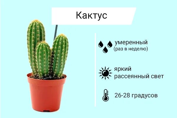 Выражение кактуса. Описание кактуса. кактус группа растений.