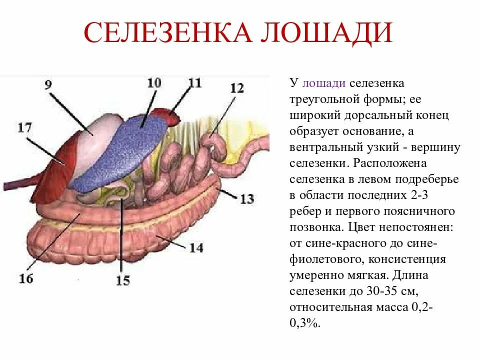 Селезенка лошади. Субпродукты селезенка всэ. Селезенка лошади. Селезенка лошади. Селезенка лошади.