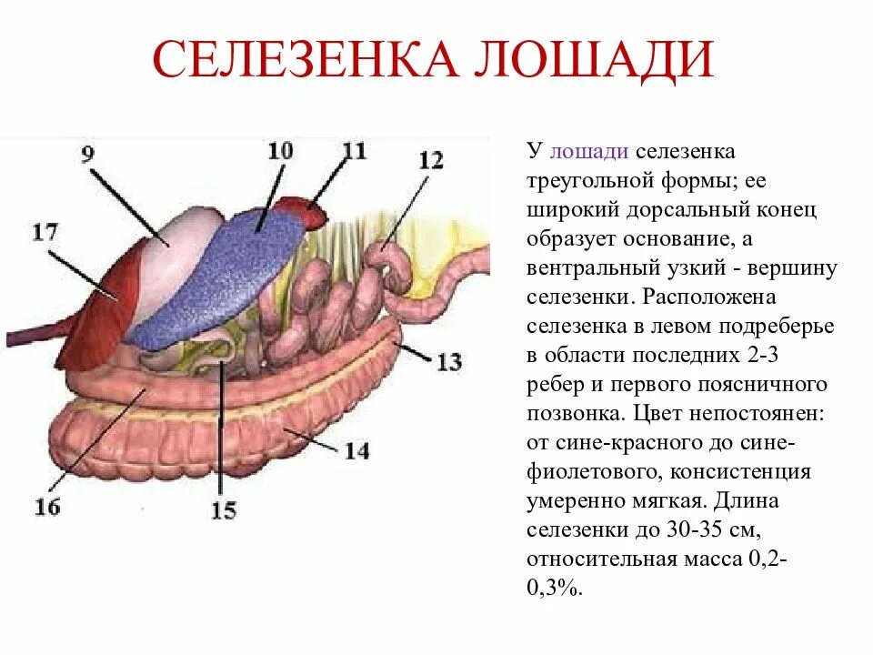 Селезенка лошади анатомия. Селезенка лошади топография. Селезенка коровы анатомия. Строение селезенки КРС.