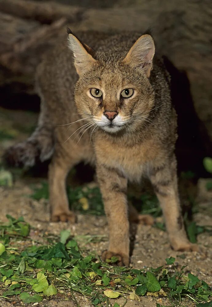 покажи камышового кота. камышовый кот. камышовый кот котята. покажи камышового кота. дикий камышовый кот анапа.