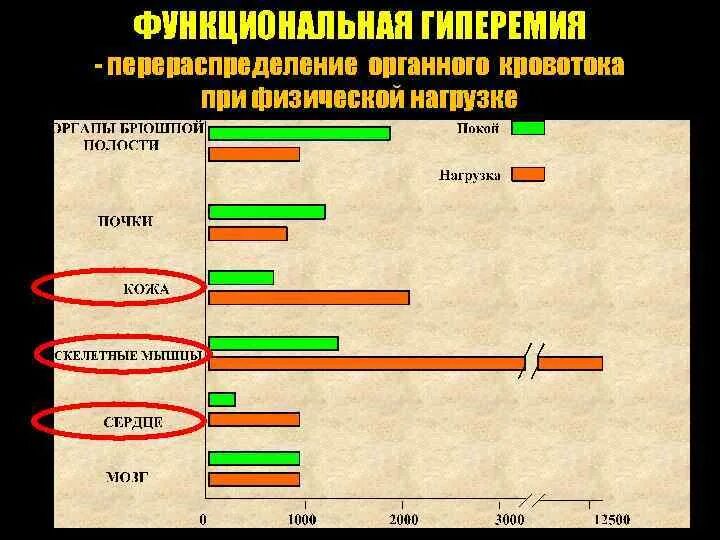 Перераспределение органного кровотока. Кровообращение при физических нагрузках. Изменение кровоснабжения при физической нагрузке. Регуляция гемодинамики при физической нагрузке. Физических нагрузок кровообращение