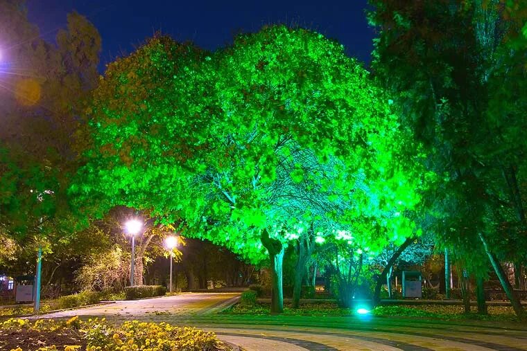 Свет в александровке. Освещение парков и скверов. Зеленая подсветка деревьев. Подсветка деревьев в парке. Зеленый прожектор для подсветки деревьев.