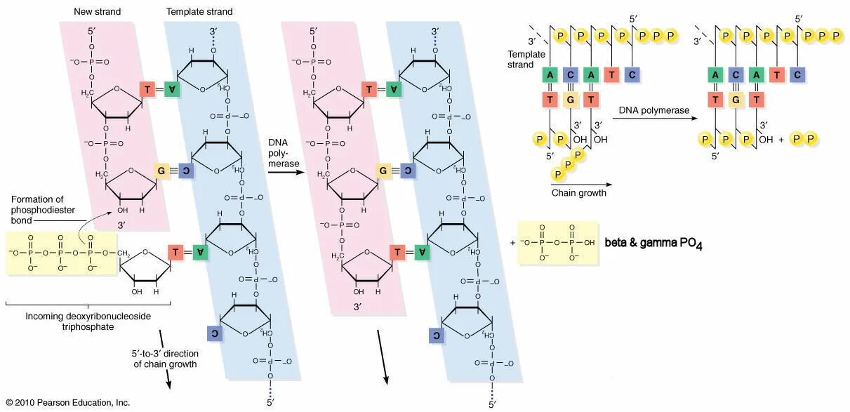 DNA 60 схема. DNA Synthesis. Dna2235 схема. Гликозидная связь в ДНК.