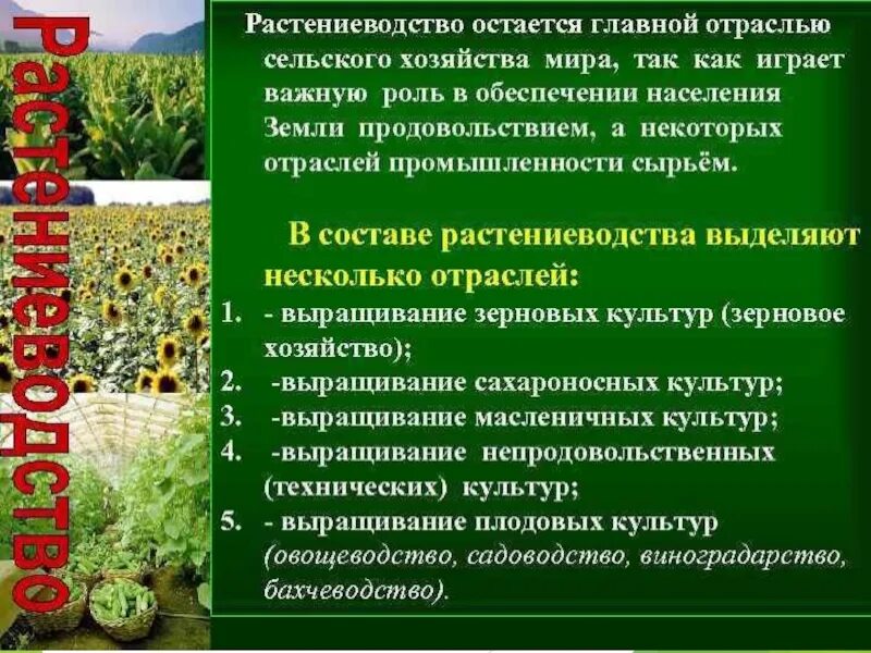 Отрасли растениеводства. Растениеводство отрасль сельского хозяйства. Значение отрасли растениеводства. Роль растениеводства в сельском хозяйстве. Условия сельскохозяйственного производства