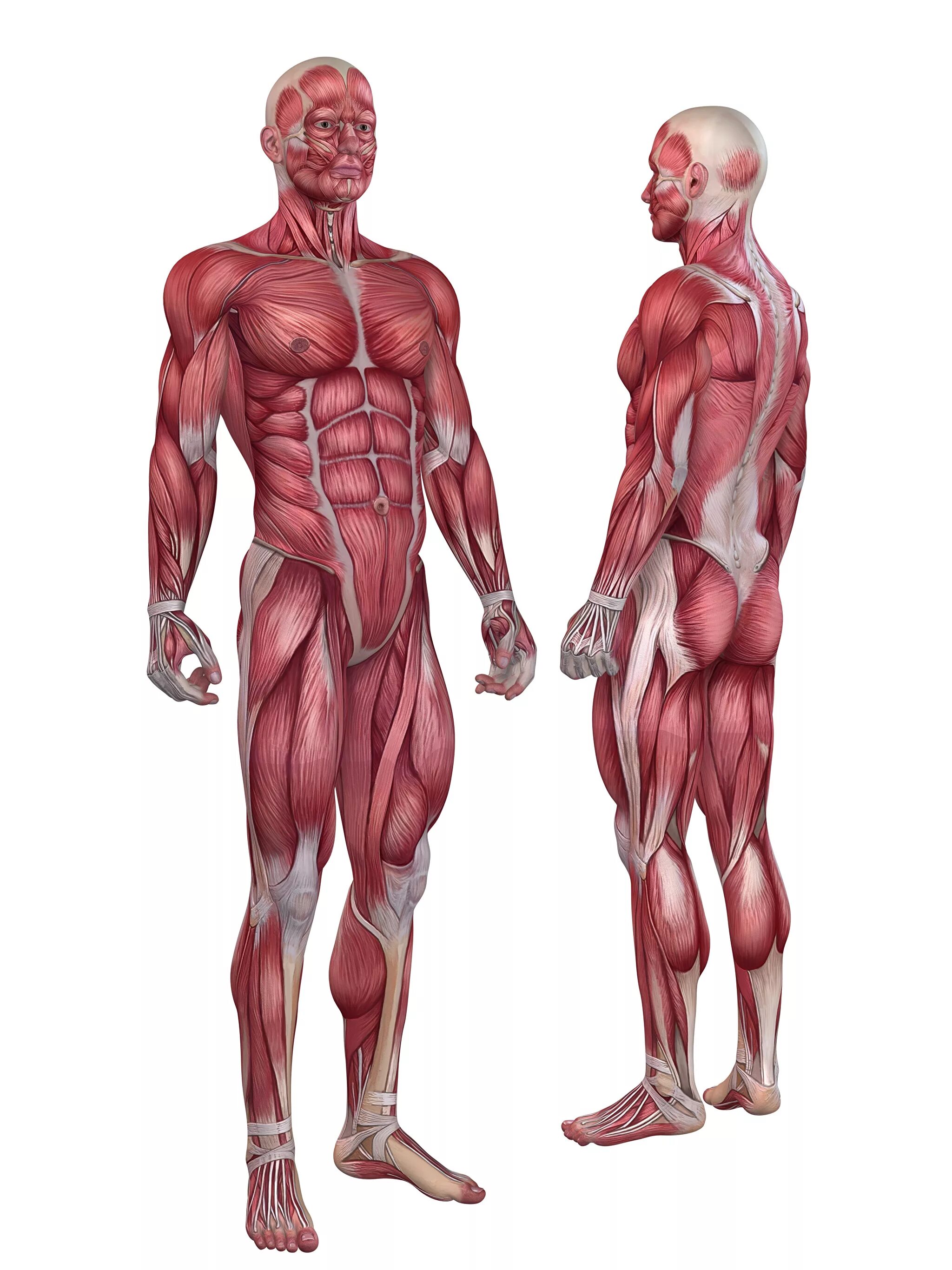 Мышечная система тела человека. Мышечная система мужчины. Мышечный скелет референс. Мускулатура человека. Анатомия человека мышцы мужчины.