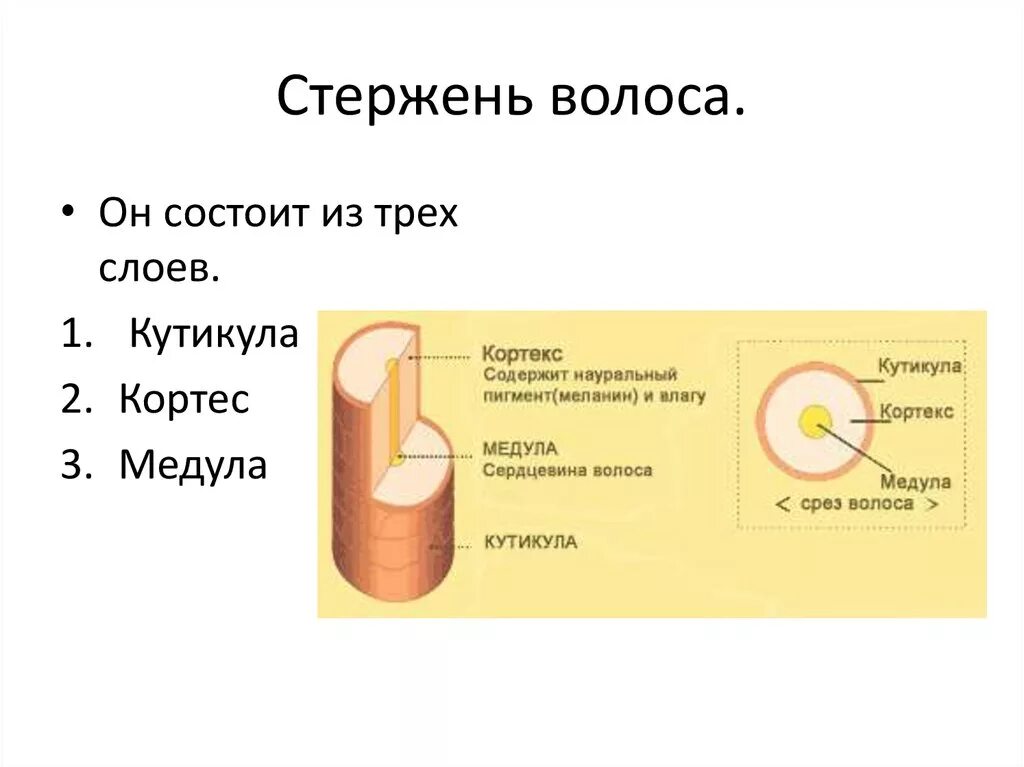 Слои корня волос. Структура стержня волоса. Строение стержня Вооса кутиа. Строение стержня волоса. Строение волоса кутикула Кортекс Медула.