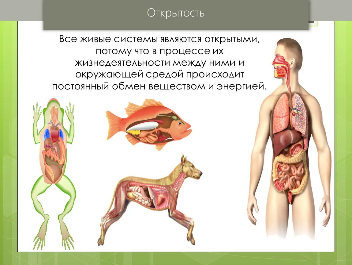 Любая живая система. Открытость живых систем. Открытость это в биологии. Живые системы биология. Открытость живых систем примеры.