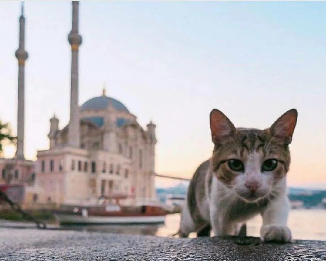 Turkey cats. Коты в Стамбуле. Мечеть ортакёй кошки. Стамбул город кошек. Кошки в мечети Турции.