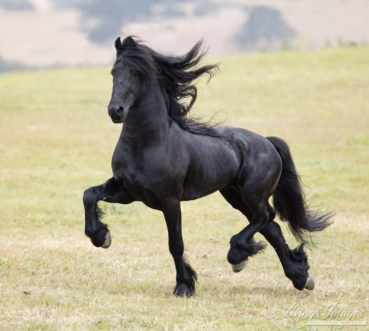 Видео фризов. Пегая Фризская лошадь. Арабо Фризская лошадь. Пепельно Вороная лошадь. Лошадь породы Мустанг черный.