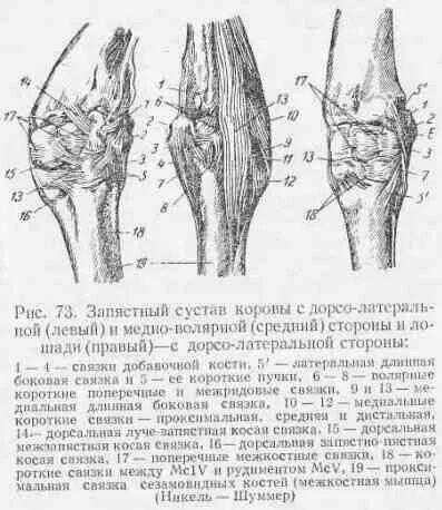 суставы крс. суставы крс. локтевой сустав лошади анатомия. осевой скелет коровы анатомия. запястный сустав крс.