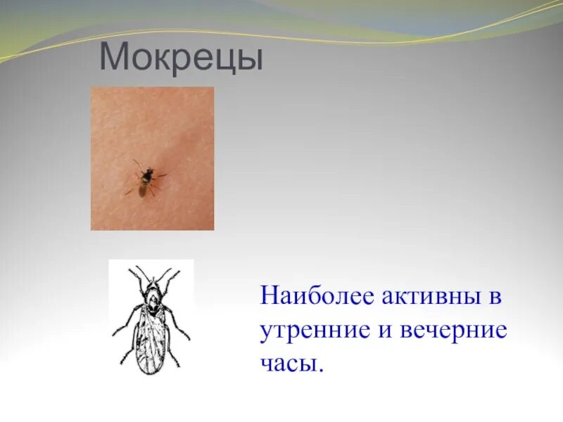 Комары мокрецы. Мокрецы кровососущие. мокрецы ceratopogonidae. мокрецы членистоногие. мокрецы двукрылые.