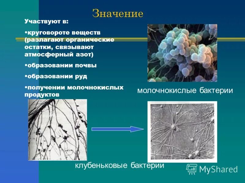 аммонифицирующие бактерии в круговороте азота. роль клубеньковых бактерий в круговороте азота. круговорот азота в экосистеме. круговорот азота в природе. схема биологического цикла азота.