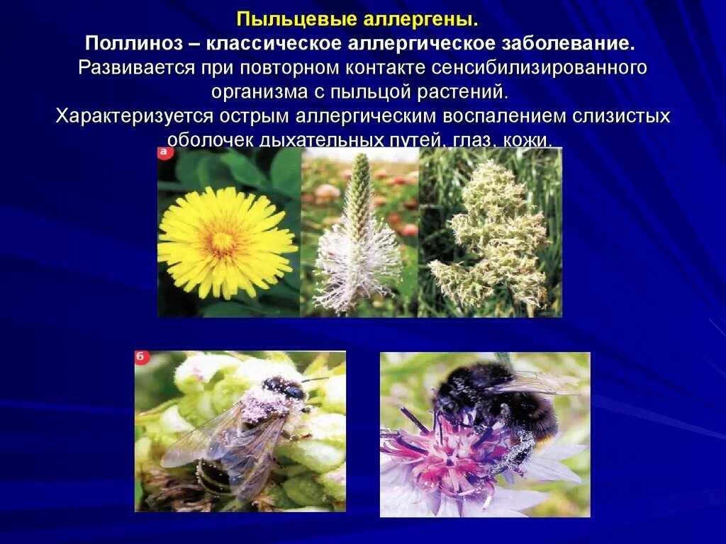 Пыльца растений является. Пыльцевые аллергены. Растения у которых многопыдьцы. Пыльца растений аллерген. Растение на котором много пыльцы.