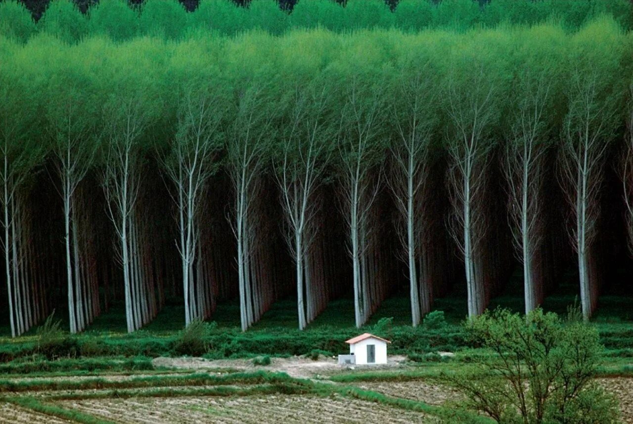 Дерево плантации. Эвкалиптовые плантации Португалия. Искусственный лес. Много деревьев. Плантация деревьев.