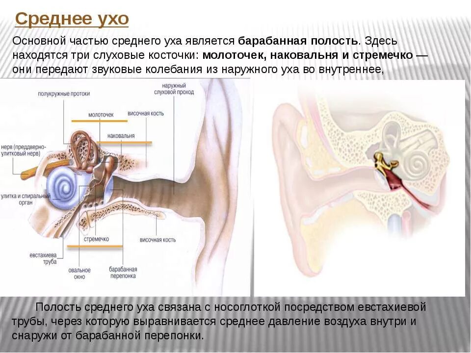 Молоточек наковальня стремечко функции