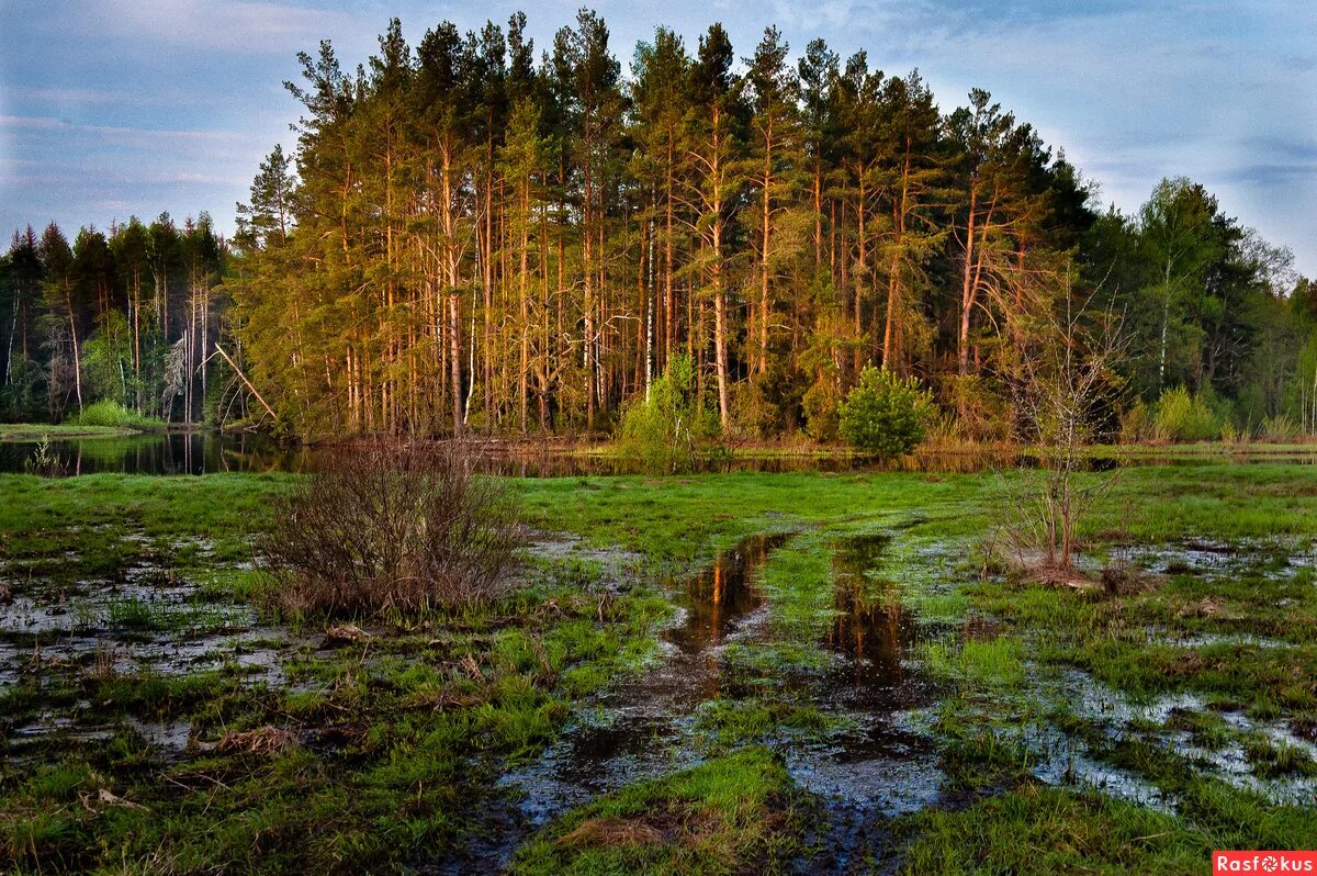 Мещёра болота. Мещёрский скит владимирская. Мещера 2. Мещера 2. Мещёра национальный парк.