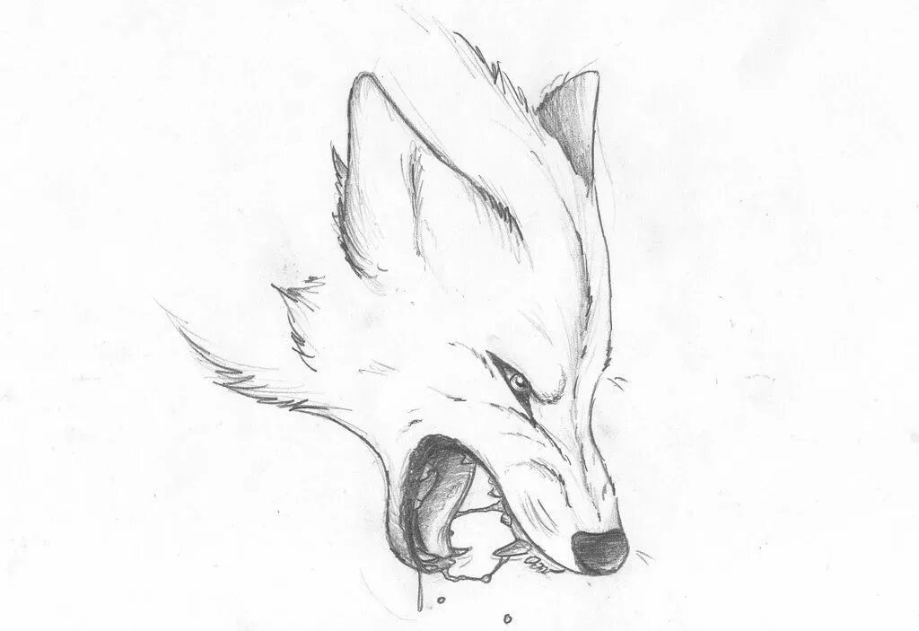 Лиса карандашом легко. Рисунок волка карандашом для срисовки. Картинки для срисовки карандашом волки. Лиса рисунок карандашом для срисовки. Волк рисунок легкий для срисовки.