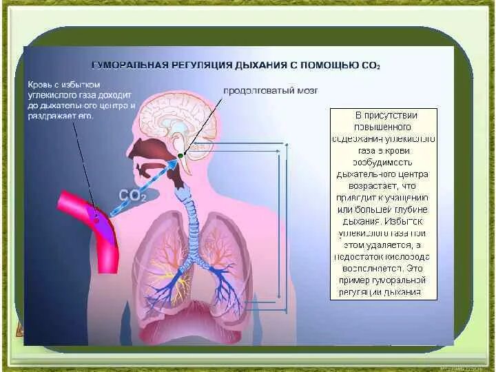 Физиология дыхательной системы человека. Регуляция органов дыхания. Гуморальная регуляция дыхания. Регуляция дыхания человека. Концентрация углекислого газа в легких